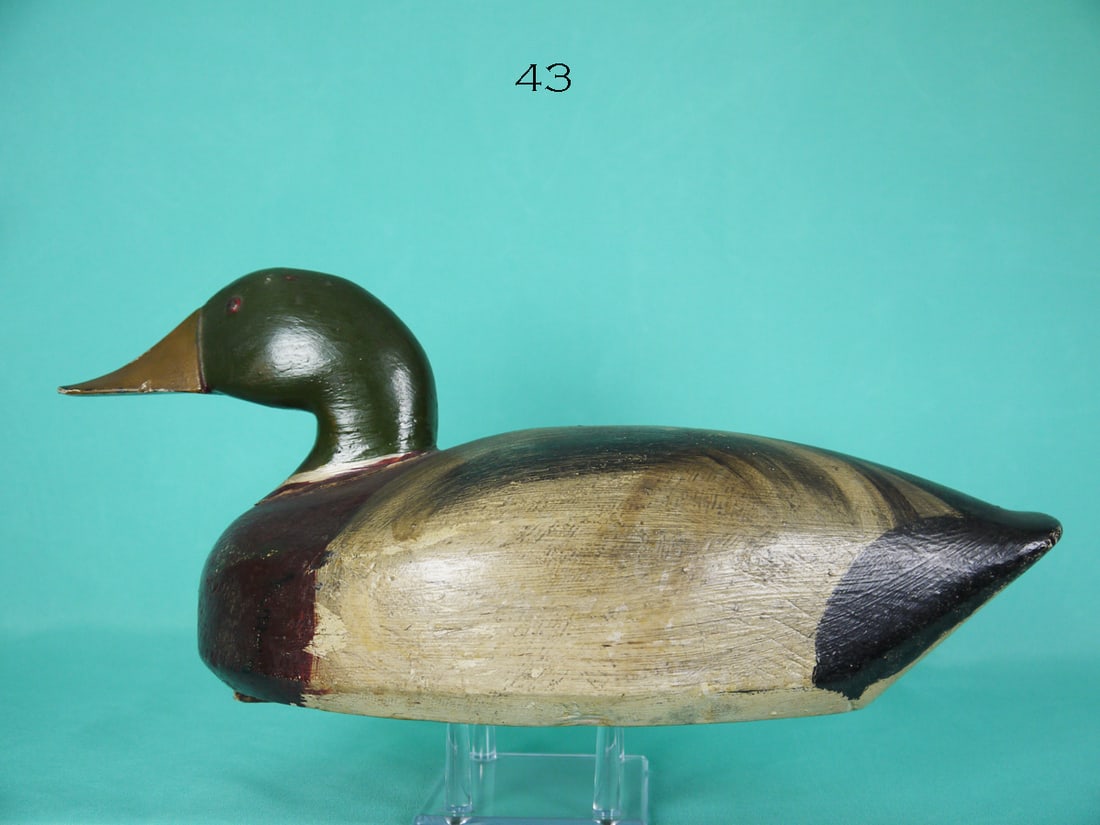 MALLARD DRAKE, C. OBERDORF (1 of 4)