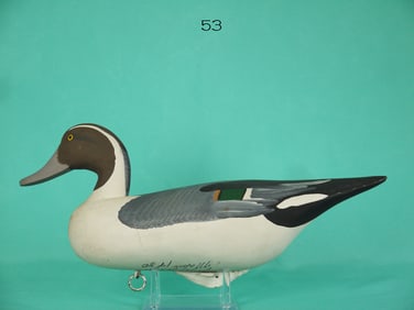 PINTAIL DRAKE, H. JOBES