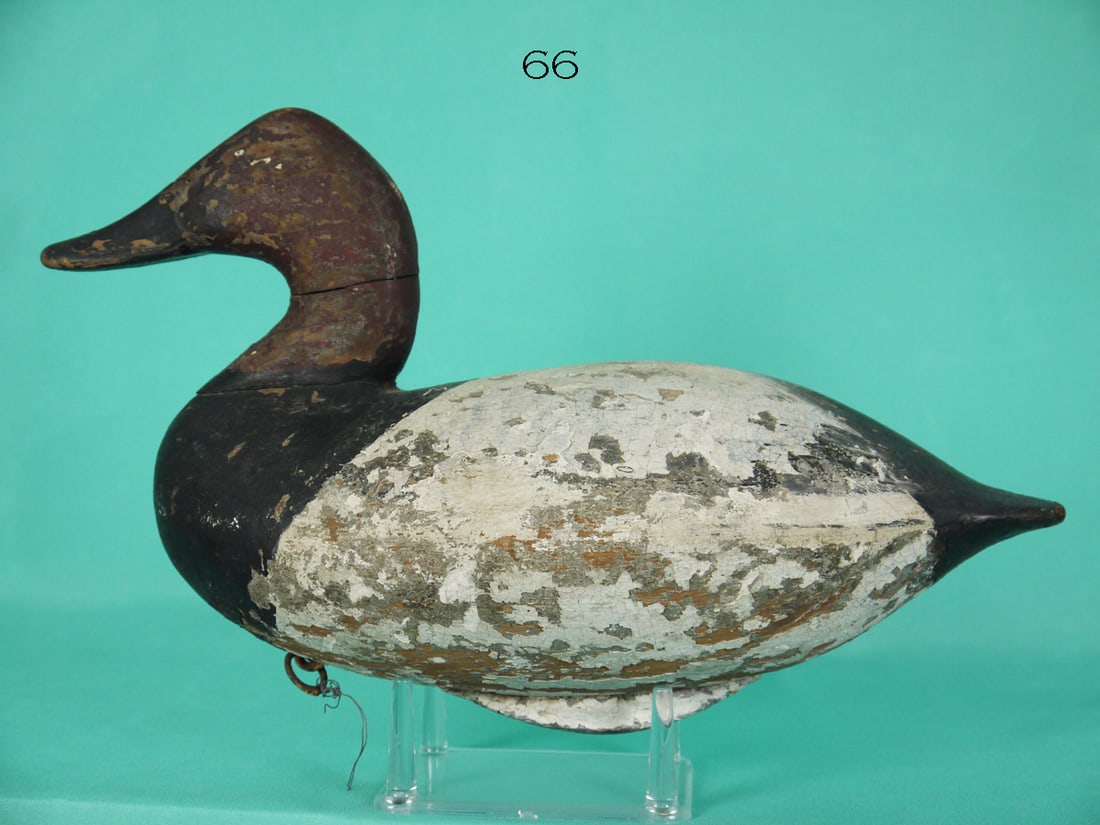 EARLY CANVASBACK DRAKE, UPPER BAY (1 of 4)