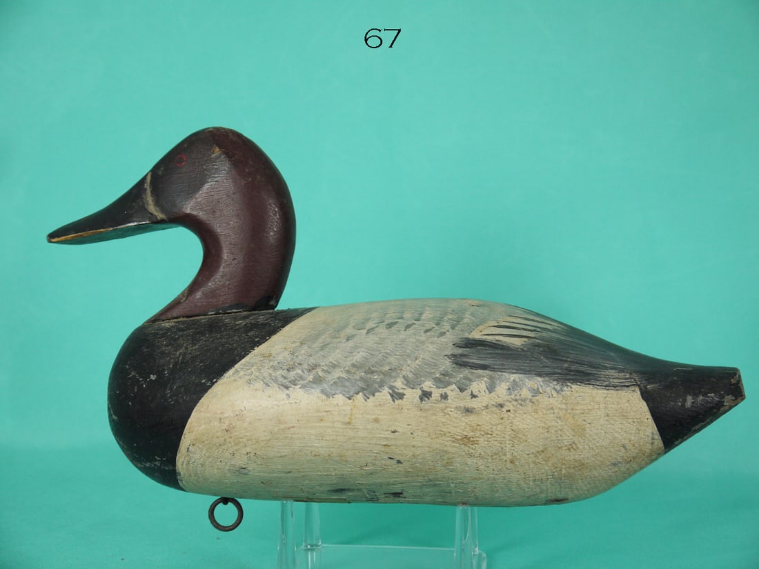 CANVASBACK DRAKE, J. URIE (1 of 4)