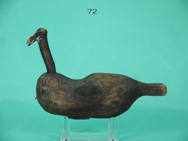 COOT, NORTH CAROLINA