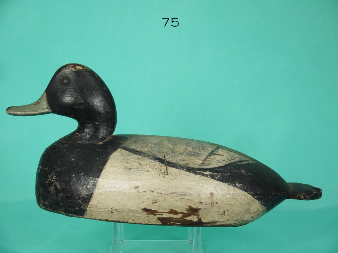 BLUEBILL DRAKE, I. HUDSON (1 of 4)