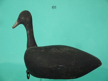 ROOT HEAD COOT, VIRGINIA