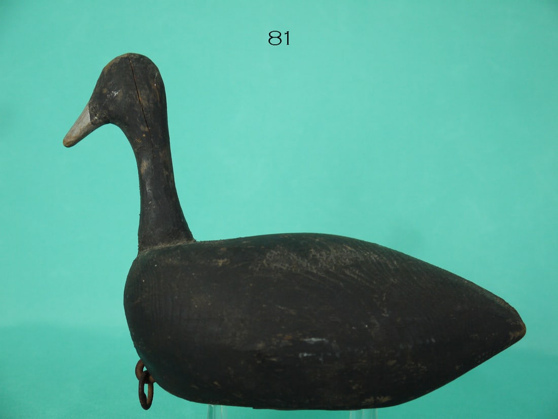 ROOT HEAD COOT, VIRGINIA (1 of 4)