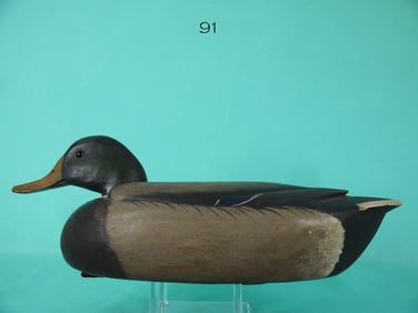 MALLARD DRAKE, NEW YORK