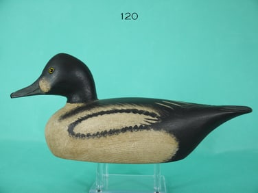 GOLDENEYE DRAKE, K. KIRBY