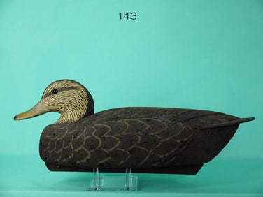 BLACK DUCK, NEW JERSEY