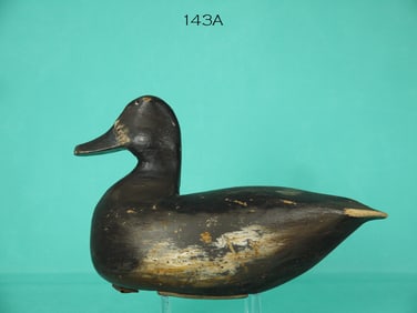 BROADBILL HEN, NEW JERSEY