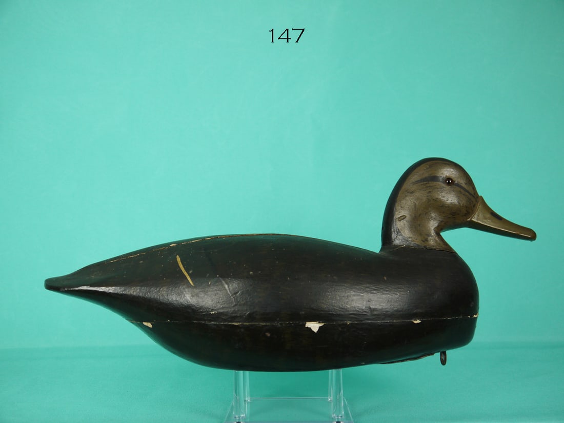 BLACK DUCK. L. ORTLEY (1 of 4)
