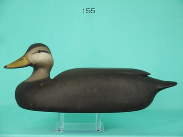 BLACK DUCK, W. SCHNOOR