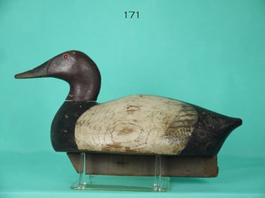 CANVASBACK DRAKE, E. Kellie