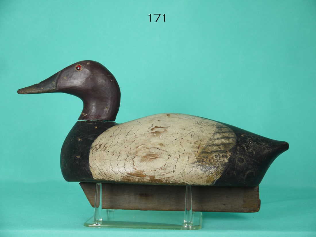 CANVASBACK DRAKE, E. Kellie (1 of 4)