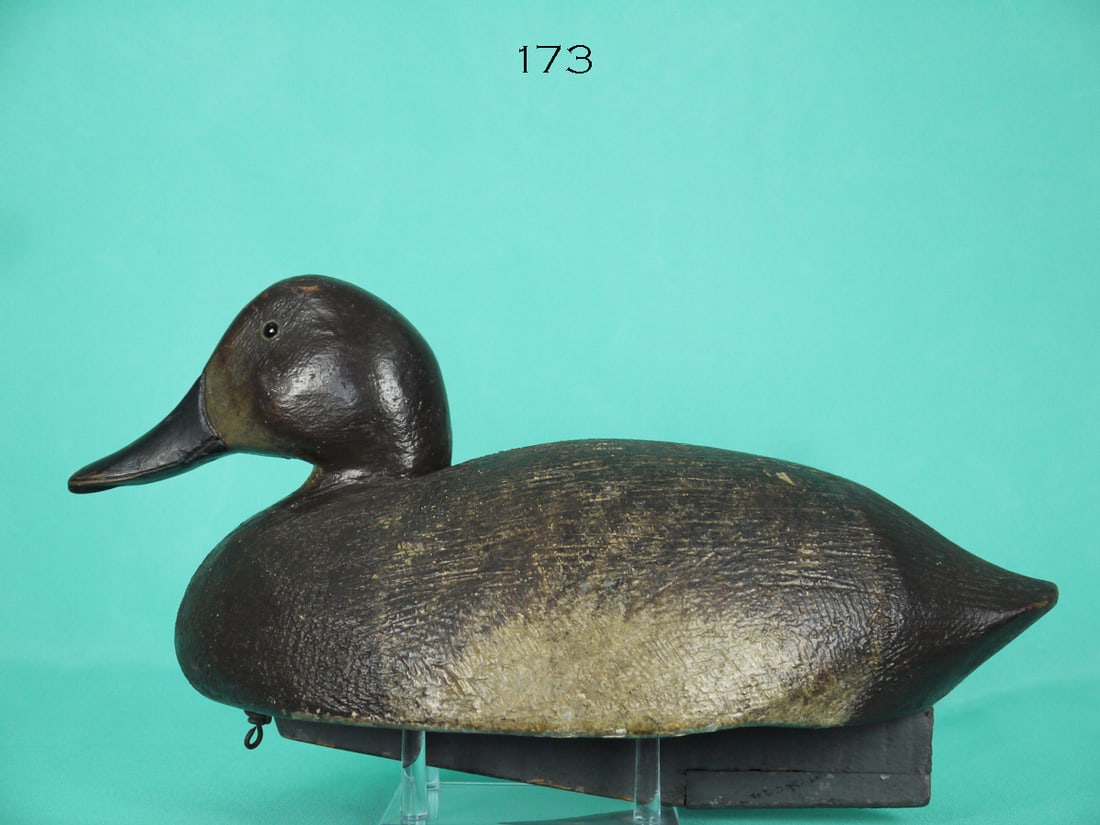 CANVASBACK HEN, R. REGHI (1 of 4)