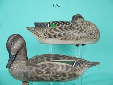 TWO GREEN WING TEAL HENS, MIDWEST