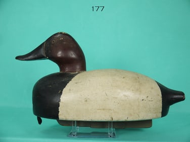 CANVASBACK DRAKE, MICHIGAN