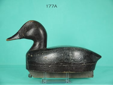 CANVASBACK DRAKE, MICHIGAN