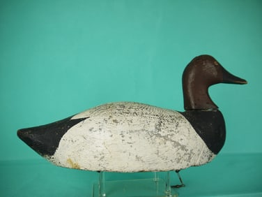 CANVASBACK DRAKE, MICHIGAN