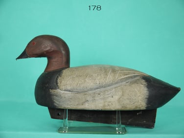 CANVASBACK DRAKE, MICHIGAN