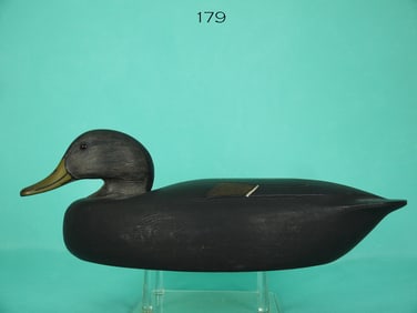 BLACK DUCK, C. ANGER