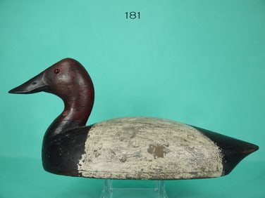 CANVASBACK DRAKE, T. CHAMBERS