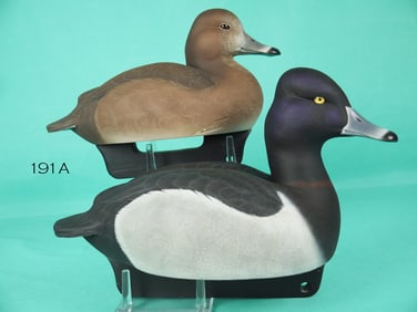 RING-NECKED PAIR, D. HERBERT