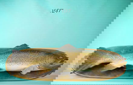 BROWN TROUT, F. FINNEY