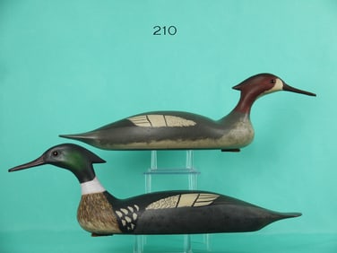 RED-BREASTED MERGANSER PAIR, B. WHITE