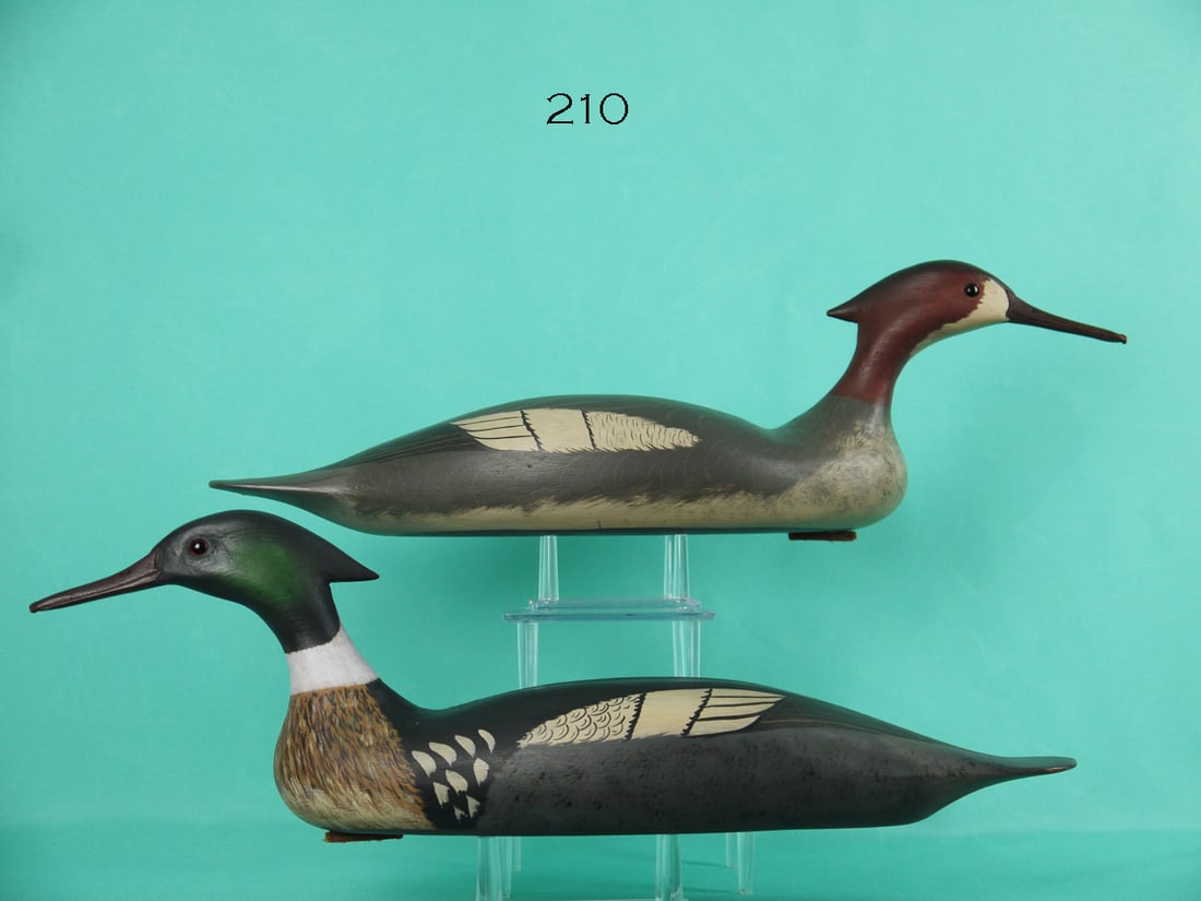 RED-BREASTED MERGANSER PAIR, B. WHITE (1 of 4)