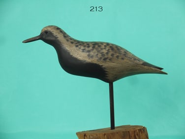 BLACK-BELLIED PLOVER, B. WHITE
