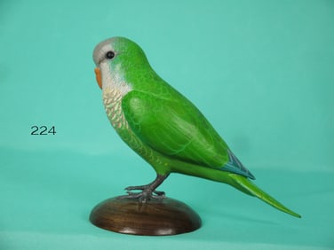 MONK PARAKEET, J. WOOD