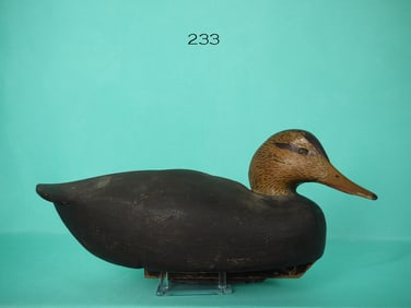 BLACK DUCK. W. CRANMER