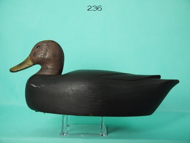 BLACK DUCK, P. GANT