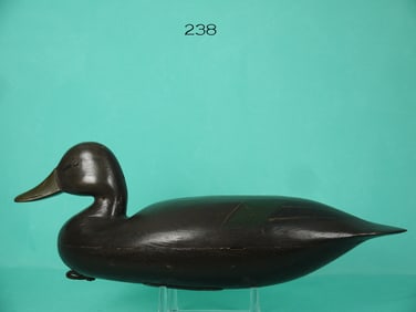 BLACK DUCK, N. HORNER