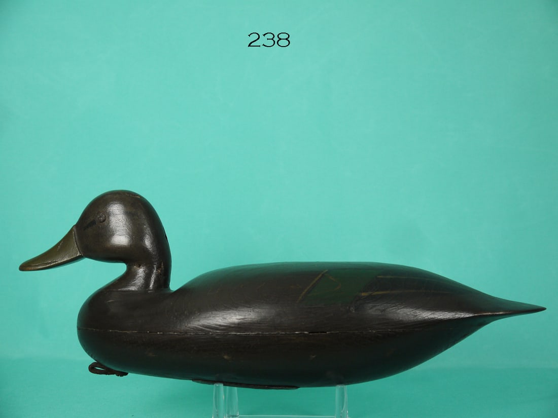 BLACK DUCK, N. HORNER (1 of 4)
