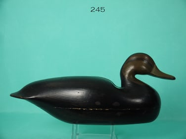 BLACK DUCK, J. KING