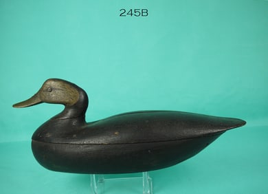 BLACK DUCK, CAPE MAY, NJ