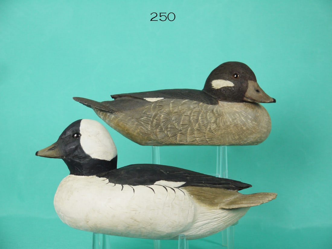 BUFFLEHEAD PAIR, P. ROSE (1 of 4)
