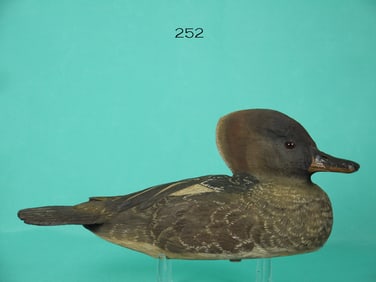 HOODED MERGANSER HEN, P. ROSE