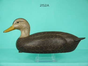 BLACK DUCK