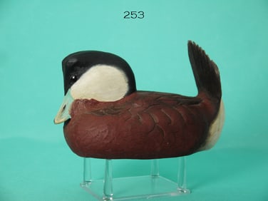 RUDDY DUCK DRAKE, P. ROSE