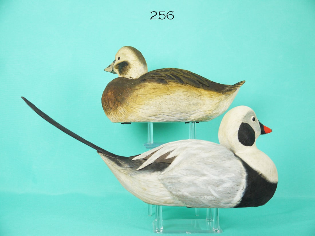 LONG-TAILED PAIR, P. ROSE (1 of 4)