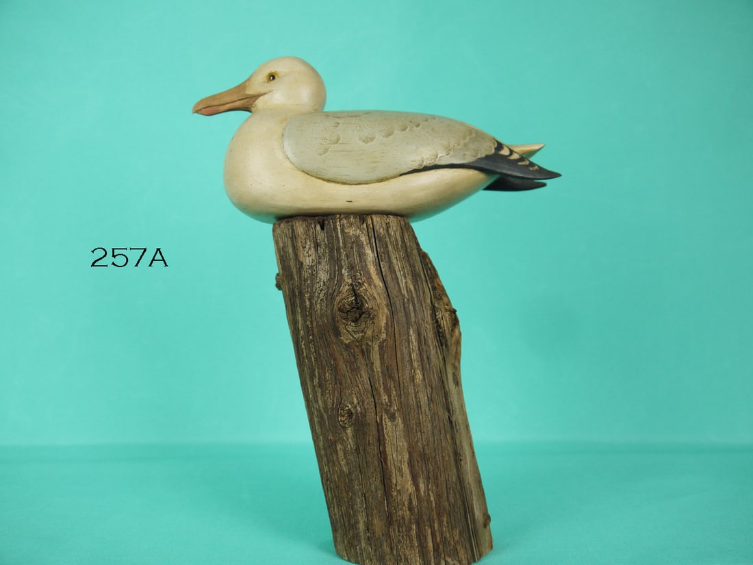 GRAY BACK GULL, DVC (1 of 2)