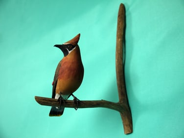 CEDAR WAX WING, D. HUTCHENS