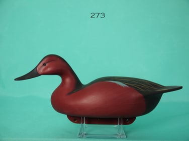 CINNAMON TEAL, C. ALLSOPP