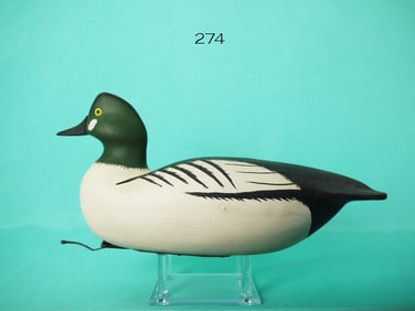 GOLDENEYE DRAKE, C. ALLSOPP