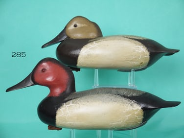 CANVASBACK PAIR, J. HOLLOWAY