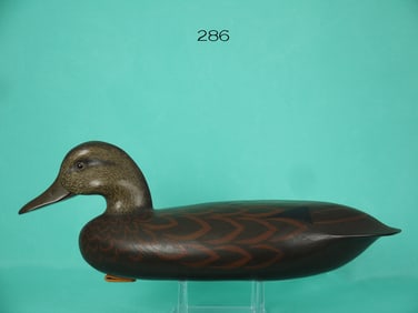 BLACK DUCK, J. HOLLOWAY