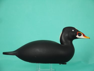 SURF SCOTER, C.R. MARTER, JR.