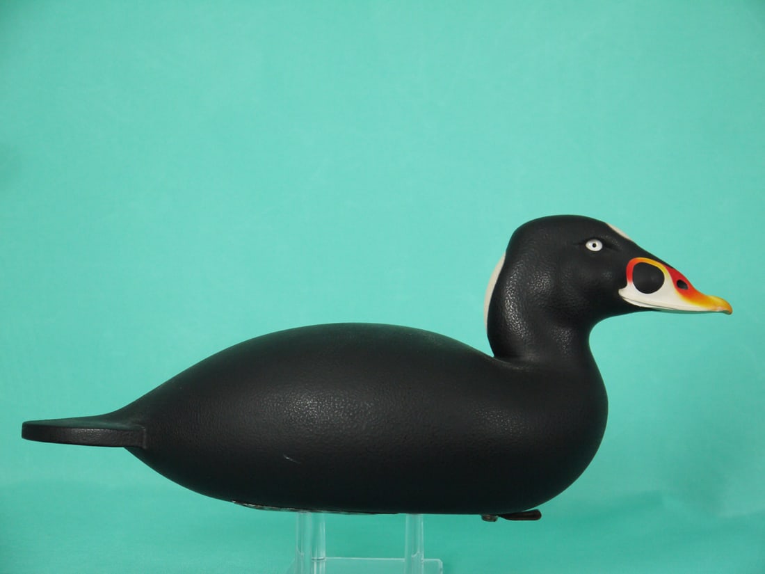 SURF SCOTER, C.R. MARTER, JR. (1 of 4)