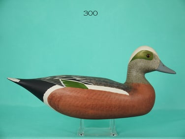 WIGEON DRAKE, H.V. SHOURDS